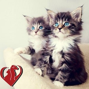 orion animal kittens