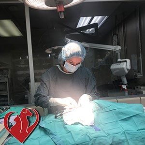 orion animal surgery